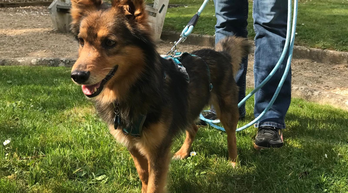 Chiens à adopter
